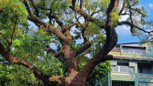 Frenesia e Movimento a Guangzhou: Una Macchina del Tempo per lo Shopping | Traduzione Inglese/Francese | Guida | Citywalk | Altre Lingue | Benvenute Richieste