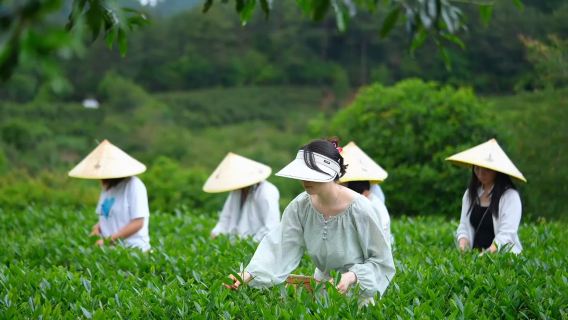 武夷山採茶非遺製茶【親子旅遊教學體驗】四季可用/傳承式深度導覽/體驗製茶工序/品茶識茶