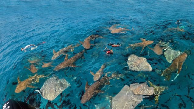 몰디브 말레 스팅레이 & 샤크 프리다이빙 스노클링 3시간 [상어와 함께 수영하기]