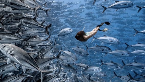Lawatan sehari snorkeling bersama penyu di Pulau Redang [Bertolak dari Jetty Terengganu/Pulau Redang | Pakej berkumpulan/sewa bot]