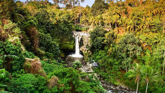 Passeio de um dia em Kintamani com Rota do Palácio ou Rota da Floresta Sagrada dos Macacos