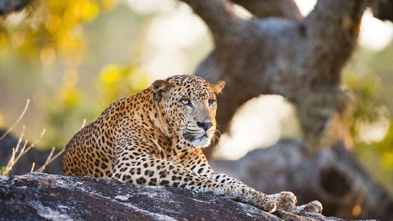 Yala National Park Safari Tours with Luxury Land Cruiser