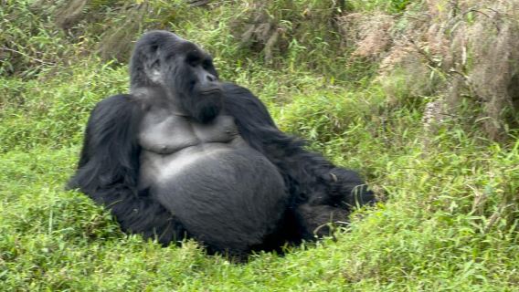 1 Day Uganda Gorilla Tracking Trip, Mgahinga Gorilla NP