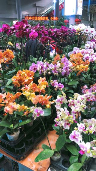 Kunming city private charter, Zhuanxin Farmers' Market, Xishan scenic area, Haihong Wetland, Dounan Flower Market