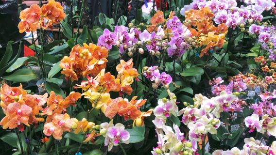 Kunming city private charter, Zhuanxin Farmers' Market, Xishan scenic area, Haihong Wetland, Dounan Flower Market