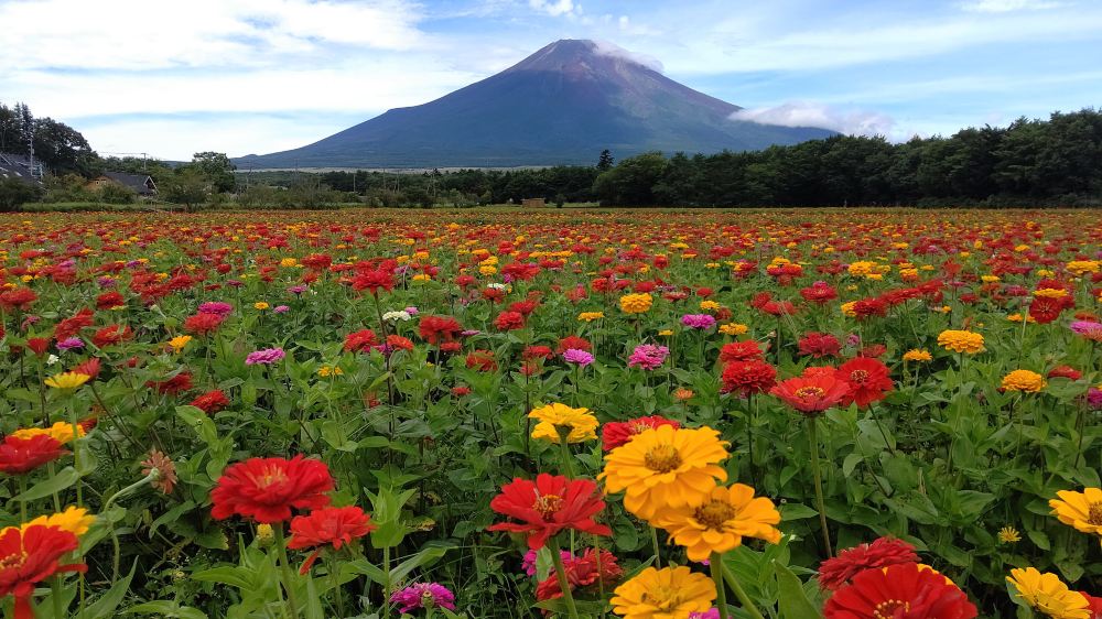 東京23区発 プライベートツアー 山梨のお花畑を制覇しよう 季節の花と富士山のコラボレーション 山中湖花の都公園 ハイジの村 河口湖音楽と森の美術館で贅沢なランチを Trip Com公式ツアー Trip Com