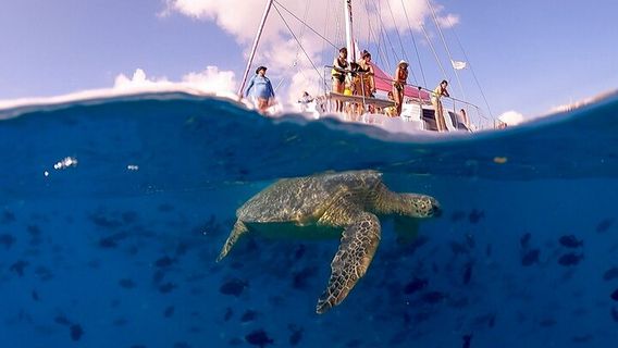 HonoluluExperiences