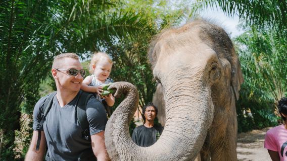 1-day tour to Elephant Care Park Nai Dee Phuket with island-wide transfer|Guided Tours in Chinese and English|Photographer service