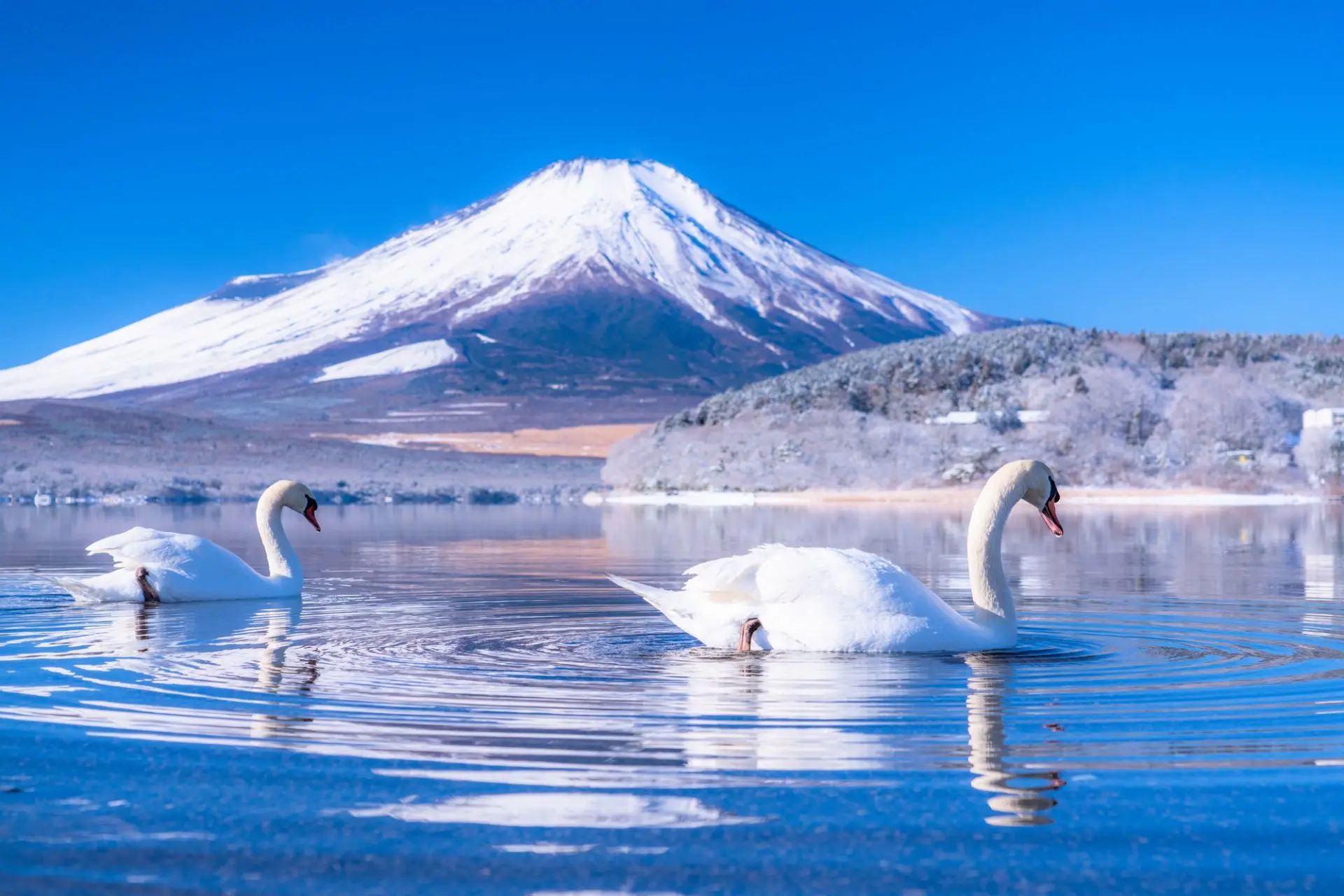 도쿄 후지산+쇼지 호수+야마나카 호+가와구치 호 당일 치기 여행, 천사계 마을, 오시노 핫카이