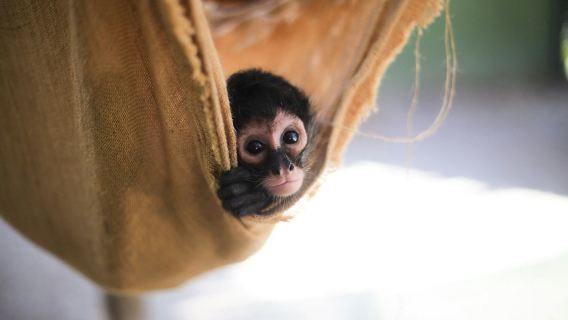 Akumal Monkey Sanctuary & Rescued Animals: Guided Tour