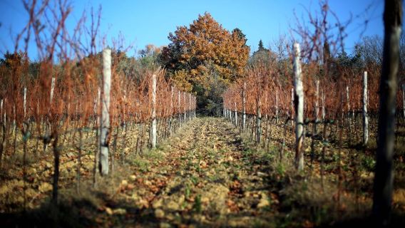 Chianti Region: Day Trip from Florence + Off-Road Tuscany Wine Tour