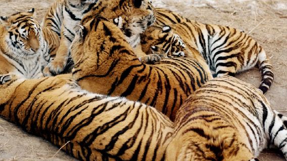 哈爾濱工業大學博物館+哈爾濱工業大學航天館+東北虎林園一日遊【15人小團】