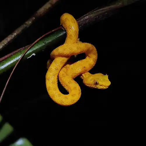 Costa Rica Arenal Volcano Night Tour Experience (Group Tour