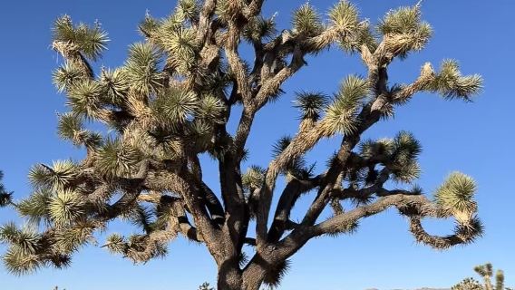 Tour di 1 giorno al Parco nazionale di Joshua Tree + Biblioteca e Museo presidenziale Nixon