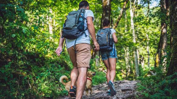 São Paulo: caminata por el bosque atlántico en el parque Jaraguá con picnic