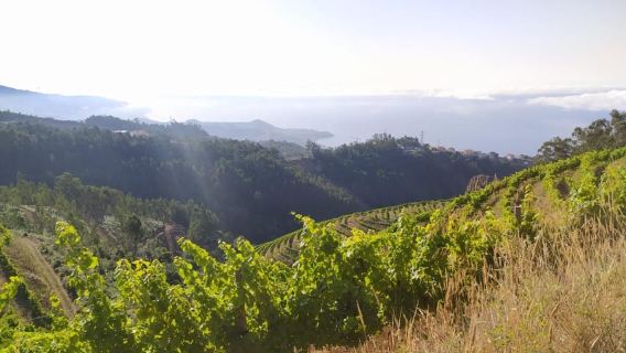 Tour privato di mezza giornata nei campi vinicoli