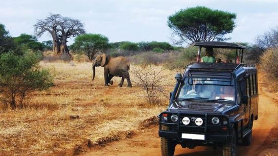 From Durban: Lion Park and Tala Game Reserve Half Day Tour