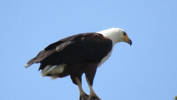 From Kigali: 1 Day All inclusive Akagera Safari