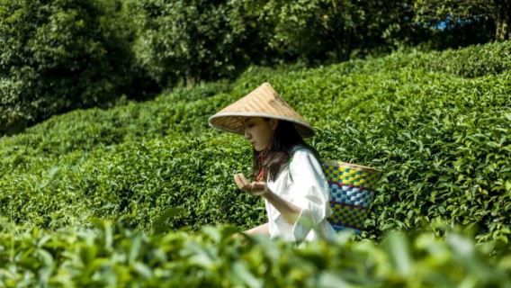 กุ้ยหลิน: เก็บและแปรรูปชาที่เขตท่องเที่ยวฉีเซียนฟง