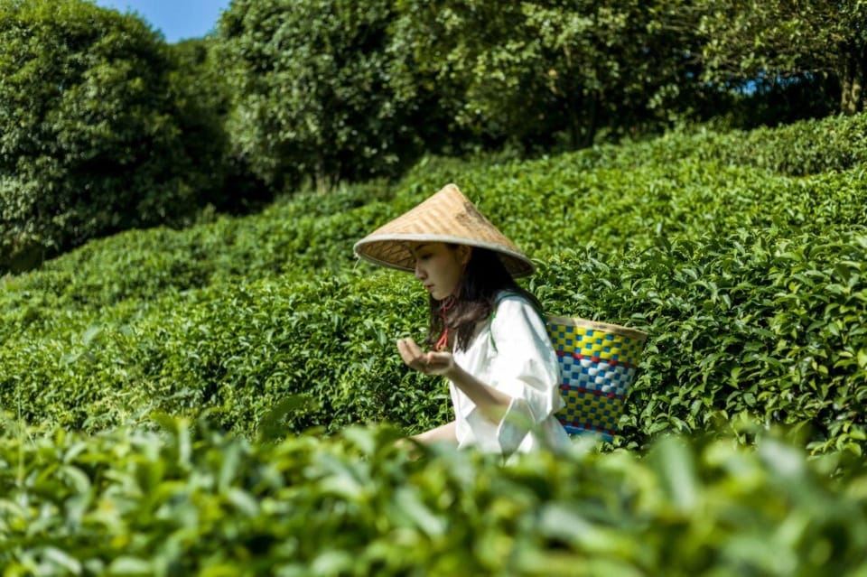Guilin:Tea Picking and Processing at Qixian Peak Scenic Area
