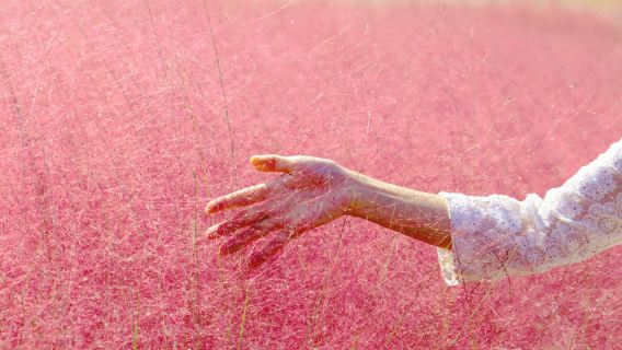 Step into a fairy tale pink pampas grass autumn festival X Pocheon art valley X Pocheon herb island 1-day tour