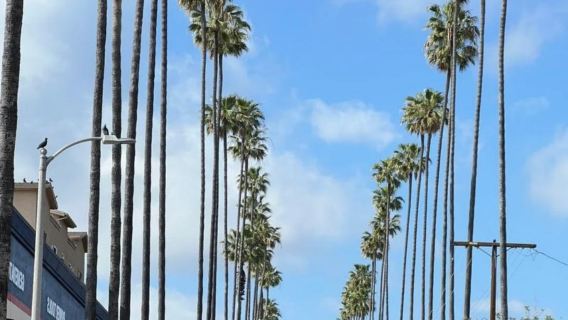 美國洛杉磯比佛利山+格里菲斯天文台+蓋蒂中心-市區景點暢玩