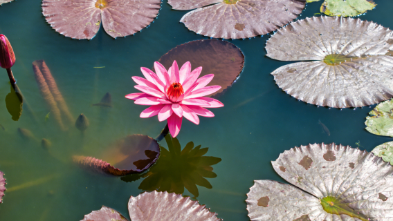Niche Tonghu Ecological Pastoral Route + Tonghu National Wetland + Huangwu Village + Moyuan Village