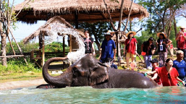 Бангкок: полудневной тур в слоновий лагерь [специальное предложение|Кормление слонов|принять душ|Приготовление еды для слонов