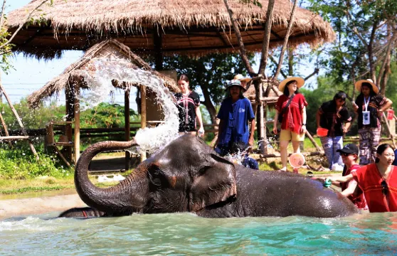 曼谷大象營半日遊【限時優惠|大象餵食|沖涼|製作大象美食
