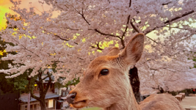 [Saisonbegrenzt zur Kirschblüte] Tagesausflug zur Kirschblütenbetrachtung im Kōzaka-Tempel, Yoshino-Berg und Nara-Park