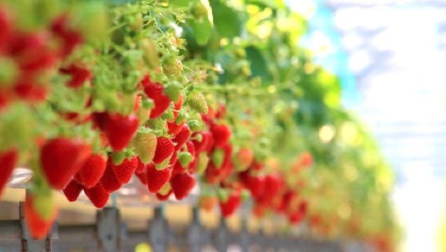 1-day tour of Okayama cuisine + strawberry picking + Seto Inland Sea views | Departing from Osaka Umeda