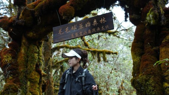 Hutan Asli Bola Bulu di Cabang Barat Bahagian Selatan Gunung Gaoligong 3km + pengalaman memetik cendawan + Dapur Hutan