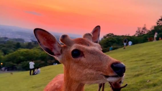 Lawatan Sehari Osaka/Kyoto: Nara + Uji (Taman Nara, Kuil Todai, Jambatan Uji, dll.)
