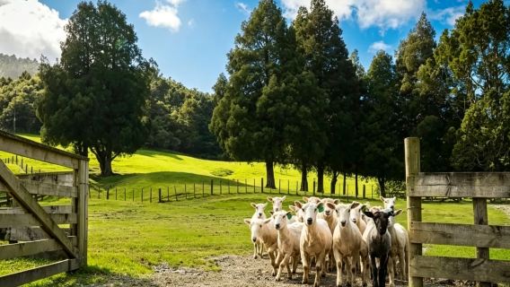 紐西蘭奧克蘭定制｜阿爾伯特公園+綿羊世界+皮哈海灘+海港橋※
