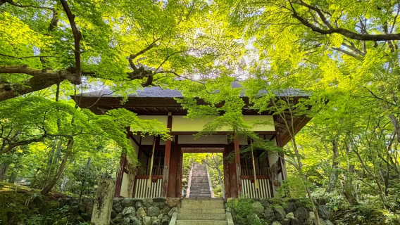 （大阪/京都出發）京都小火車＋保津川漂流＋嵐山*紅葉季|拼團