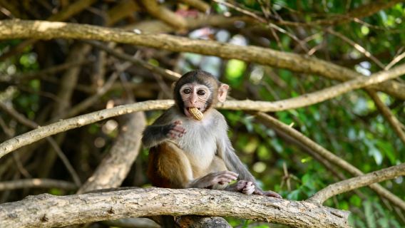 Lingshui monkey island + Daydaybabe + monkey island legend canopy show private chartered tour [includes admission ticket + private car transfer]