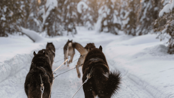 Ruka: 5km Husky Safari with Lunch