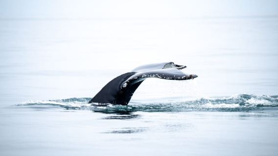 Húsavík: Whale Watching Tour with Heated Indoor Seating