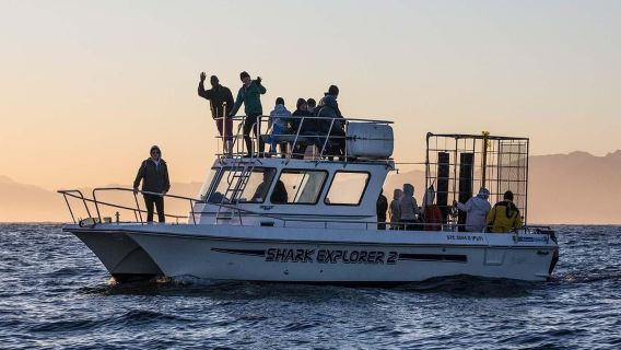 Cape Town: Award-Winning Shark Cage Diving in Simon's Town