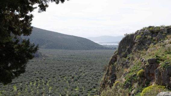 Delphi: Easy Hike on Ancient Path through the Olive Groves