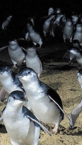 メルボルン・フィリップ島終日プライベート・ペンギン帰巣ツアー