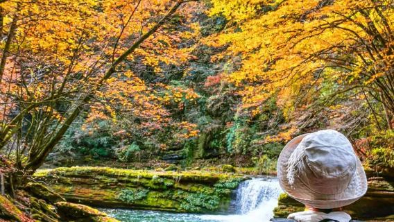 Hanzhong Liping national forest park [admission ticket + round-trip transfer] pure play 1-day tour