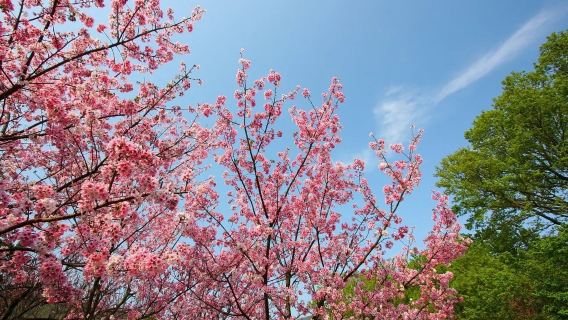 北投溫泉博物館+北投圖書館+陽明山國家公園一日遊【保證出團】