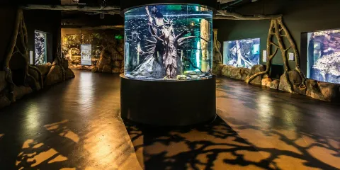 凱恩斯水族館黃昏遊