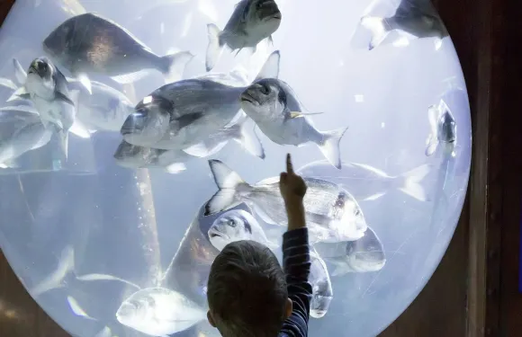 SEA LIFE Speyer 入場門票成人