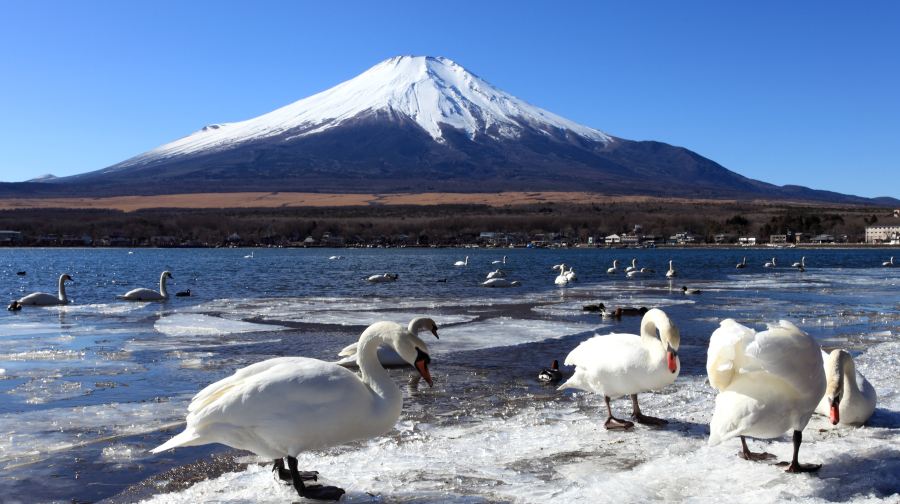 鳴澤冰穴or富嶽風穴+富士山羅森+河口湖+山中湖一日遊