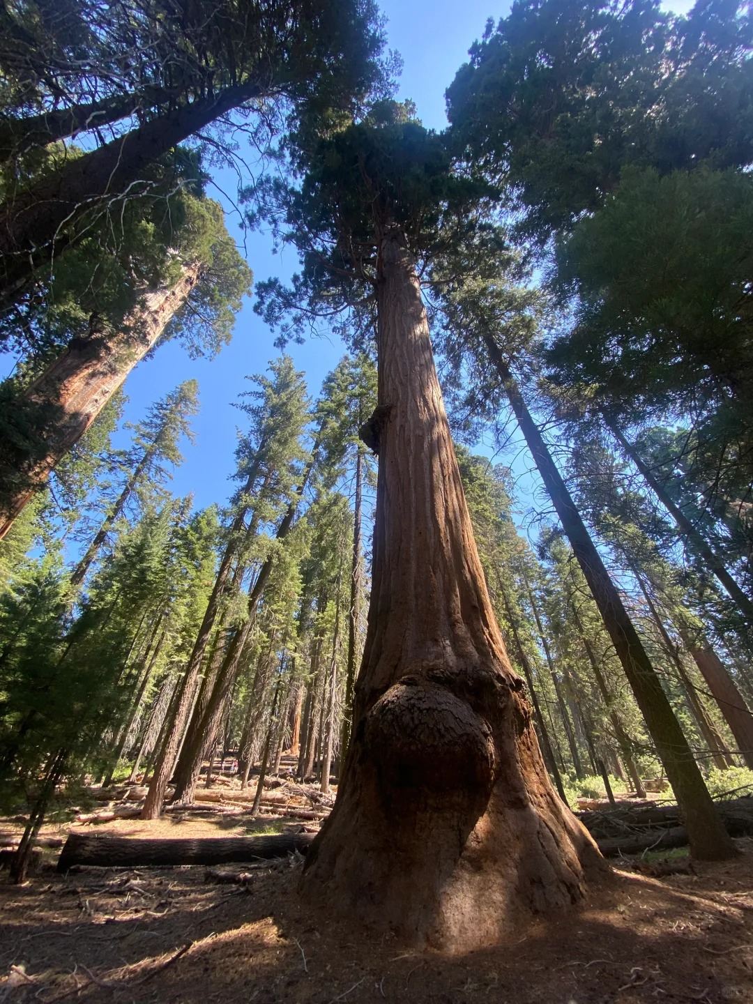 美國洛杉磯來回美洲杉國家公園/帝王峽谷包車12h【精選老司機】