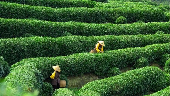 Excursión de medio día al pueblo Meijiawu en el lugar pintoresco del Lago Oeste de Hangzhou [COS de recolector de té|Experiencia de recolección de té + tostado de té + degustación de té en Meiwu