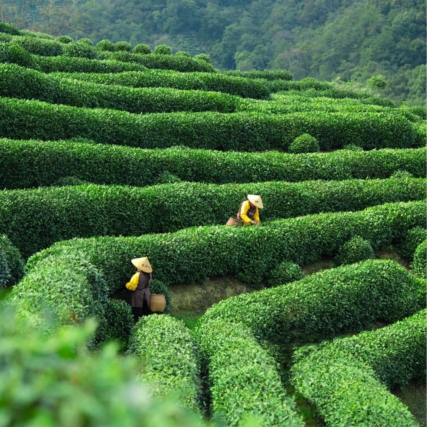 Half-day tour to Meijiawu in Hangzhou West Lake Scenic Area [COS as a tea farmer|Tea Picking, Roasting, and Tasting Experience in Meiwu