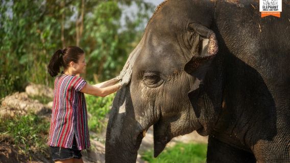 Lawatan Hari Santuari Hutan Gajah Pattaya dari Pattaya, Chonburi, Thailand